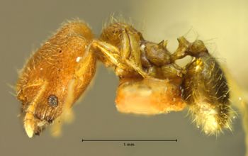 Media type: image;   Entomology 8947 Aspect: habitus lateral view